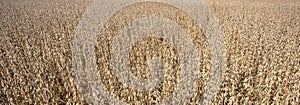 Field of dried brown soybean plants in farm field in Midwest