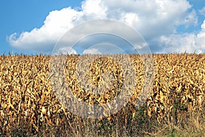 Field of dried corn