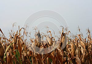 Field of dried corn stalks with corn on a cloudy sky