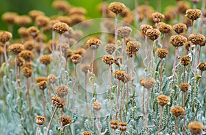 Field with dried santolina flowers