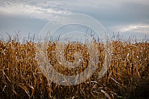 A field of dry corn plants against moody dark clouds
