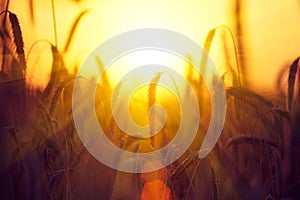 Field of dry golden wheat. Harvest