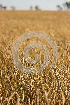 Field of Dry Golden Wheat. Harvest Concept