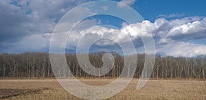 Field with dry grass, forest, sky with clouds