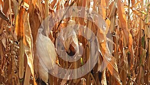 Field of dry hogging-down corn with ear corn