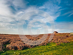 A field of dry lavender under a blue sky