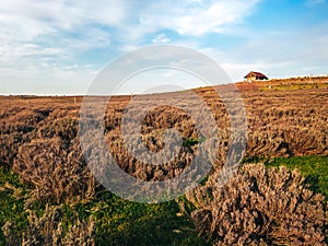 A field of dry lavender under a blue sky