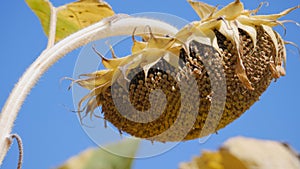 Field of dry sunflower flowers against a background of clouds. sunflower sways in the wind. Crop of crops ripening in