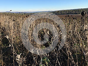 Field of Dry Sunflowers on sunny winter day at Nature Park Eifel, Germany