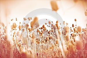 Field of dry thistle (burdock)