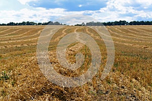 Field with drying straw and beveled wheat