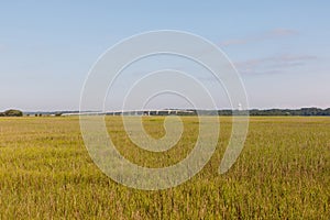 Field of dune grass on the coast