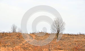 Field of early spring.