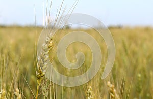 Field with ears of barley summer day