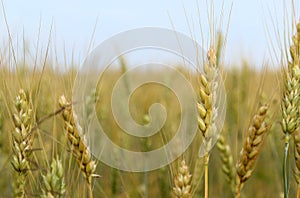 Field with ears of barley summer day