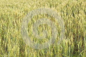 Field with ears of barley summer day