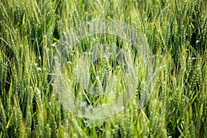 Details of ears of wheat or malt, in a field, with reflections of yellow and green sun.