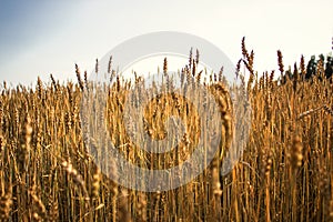 Field with ears of wheat