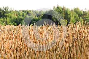 Field with ears of wheat