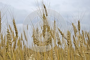 Field ears wheat crop bread cereals