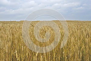 Field ears wheat crop bread cereals