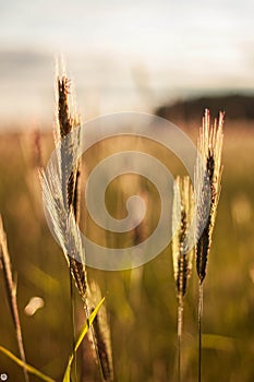 A field with ears of wheat that sways in the wind at sunset