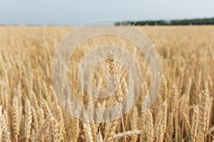 field with ears of yellow and ripe wheat ready for harvest. one big spike with grain in the foreground.
