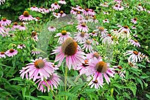 A field of Echinacea purpurea flowers