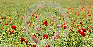 Field edge with blossoming poppies and camomile
