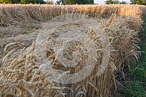 Field edge of the ripe wheat against lodged wheat patch