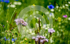 Field edge to support the conservation of biodiversity