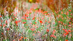 Field edge with poppies, wild flowers and herbs. Not with pesticides sprayed field edge. Untreated nature.