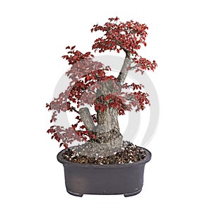 Field elm yamadori bonsai in autumn colors