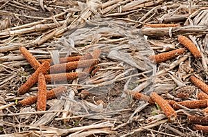 Field with empty corn cobs, stalks after harvest