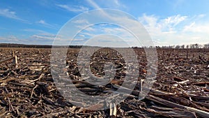 Field with empty corn cobs, stalks and leaves left after harvest.