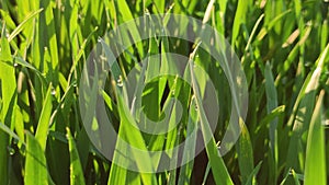 Field with empty corn cobs, stalks and leaves left after harvest.