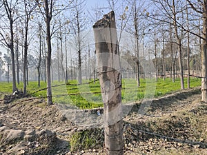 Field entrance is blocked with a wooden bark and spiky wire