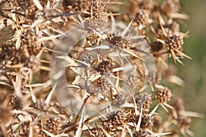 Field eryngo