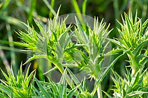 Field eryngo or eryngium campestre. Cardo corredor. Plant member of the Apiaceae family photo