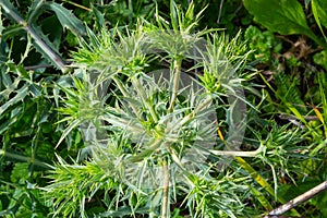 Field eryngo or eryngium campestre. Cardo corredor. Plant member of the Apiaceae family photo