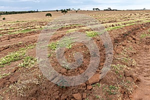 Field with eucalyptus planted seedlings