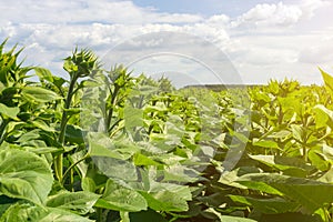 A field of even rows of sunflower plants, protected from pests, weeds, and diseases, insecticides, herbicides and fungicides, unde