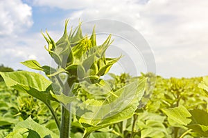 A field of even rows of sunflower plants, protected from pests, weeds, and diseases, insecticides, herbicides and fungicides, unde