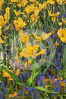 Field of exotic yellow blooming tulips and blue grape hyacinth in a park in Holland