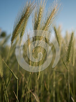 Field of False barley - Hordeum murinum