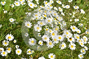 Field of false mayweed white and yellow flowers