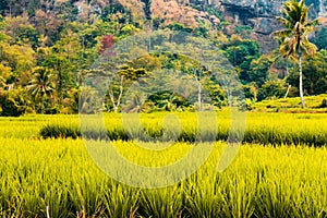 Field farm sawah geopark ciletuh hill landscape tree green yellow