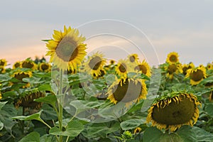 Field of farm sunflowers against the backdrop of sunset in the August evening after rain. Beautiful summer background on