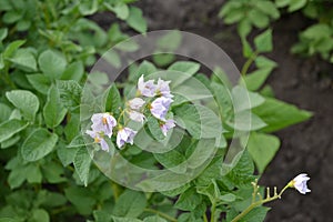 Potatoes. Perennial plants. Solanum tuberosum. Colorado beetles, Leptinotarsa decemlineata photo