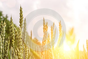 Field farm wheat landscape. Bread rye green grain on golden sky sunset. Agriculture harvest with cereal plant crop